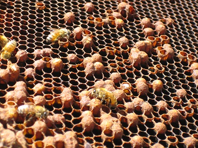 Brood méhek púpos, tömlős, nyomdai és egyéb kezelési