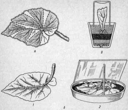 Reproducerea plantelor de interior - flori de interior