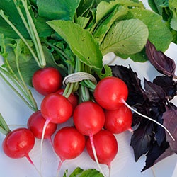 Radish Carmelite descrierea varietății, recenzii fotografii