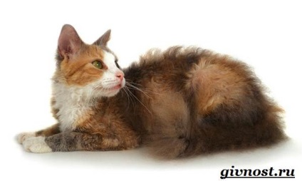 Rase rare de pisici, descrierea și trăsăturile acestora