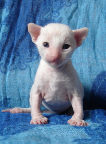 Rexband, Cornish Rex Cattery, Ekaterinburg