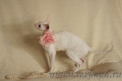 Rexband, Cornish Rex Cattery, Ekaterinburg