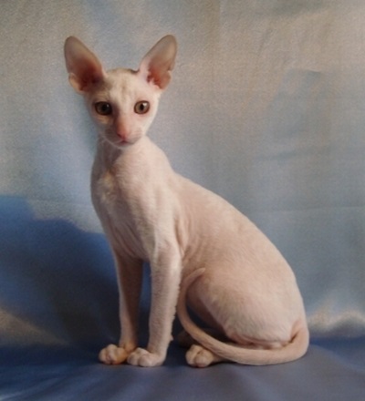 Rexband, Cornish Rex Cattery, Ekaterinburg