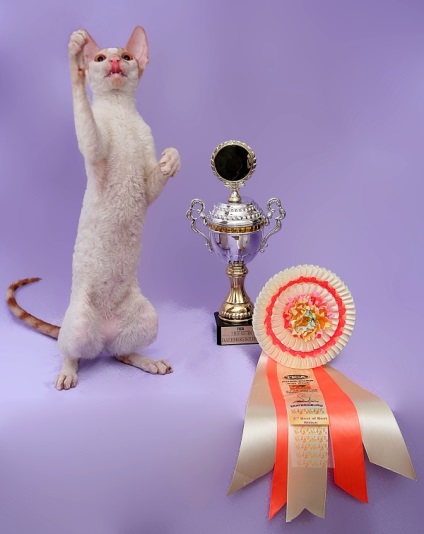 Rexband, Cornish Rex Cattery, Ekaterinburg