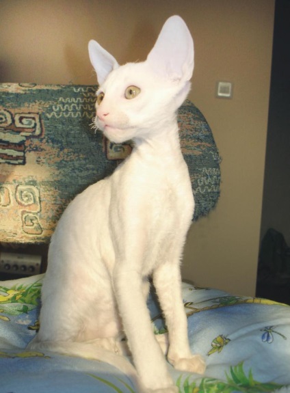 Rexband, Cornish Rex Cattery, Ekaterinburg