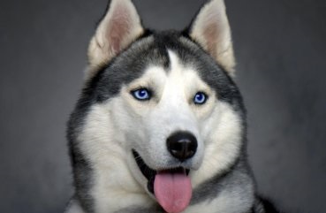 Evaluarea celor 10 cele mai frumoase rase de câini din lume cu o fotografie și o scurtă descriere