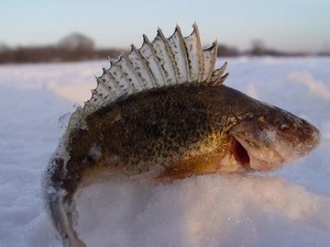 Fish ruff ordinary - ușor de momeală și drăguț să te uiți la (foto)