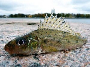 Fish ruff ordinary - ușor de momeală și drăguț să te uiți la (foto)
