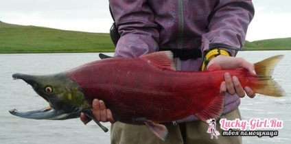 Fish coho előnyei és hátrányai, fogyasztói vélemények, receptek