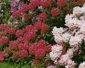 Rhododendron Sfaturi profesionale