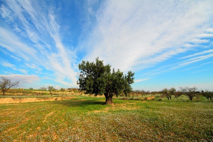 Arborele de arbore de carob și rețete pentru deserturile pe care se bazează, cyprus pentru călători