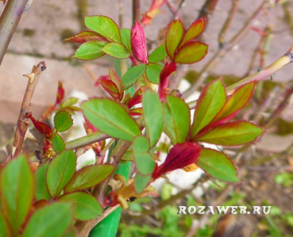 Trandafiri și înghețuri de primăvară - trandafirii și rododendronii care cresc și se îngrijesc