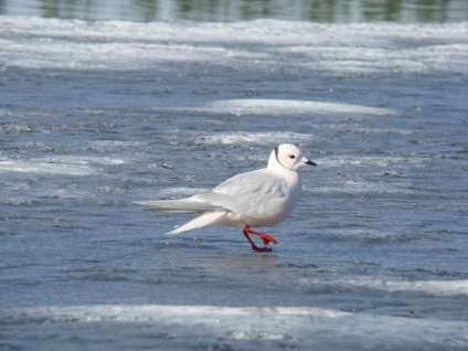 Pescarul roz - rezident Arctic