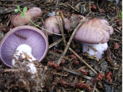 Cuierul violet (lepista nuda)