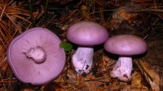 Cuierul violet (lepista nuda)