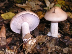 Blewits ibolya (lepista nuda)