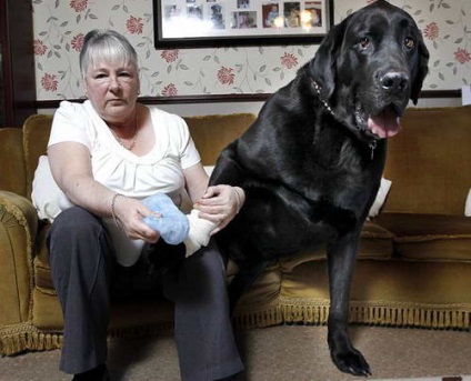 Cel mai mare câine, Samson, va petrece Crăciunul pe canapea