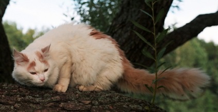 A legnagyobb fajta házimacska