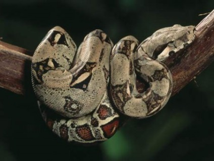 Cel mai mare constrictor de boa este sălbăticia