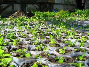 Auto-cultivarea petuniei la domiciliu