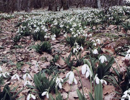 Cu flori albe - plante și flori