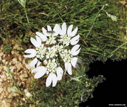 Cu flori albe - plante și flori