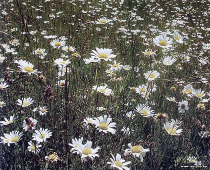 Cu flori albe - plante și flori