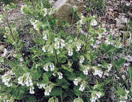 Cu flori albe - plante și flori