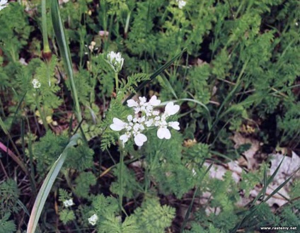 Cu flori albe - plante și flori