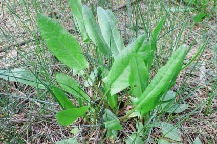 Plante de plante sălbatice comestibile mâncate