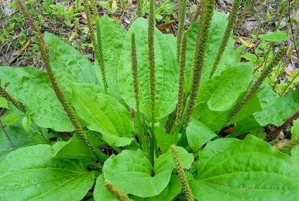 Plante de plante sălbatice comestibile mâncate