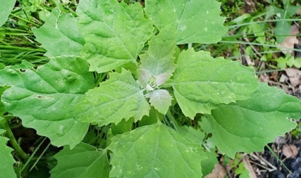 Plante de plante sălbatice comestibile mâncate