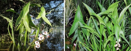 Plante de plante sălbatice comestibile mâncate