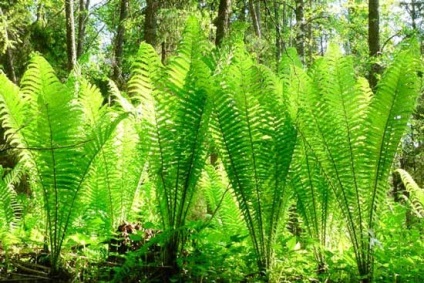 Plante de plante sălbatice comestibile mâncate