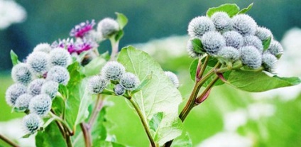 Plante de plante sălbatice comestibile mâncate