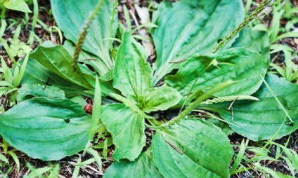 Plante de plante sălbatice comestibile mâncate