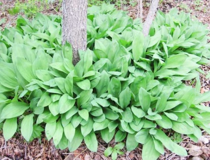 Plante de plante sălbatice comestibile mâncate