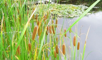 Plante de plante sălbatice comestibile mâncate