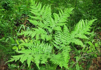 Plante de plante sălbatice comestibile mâncate