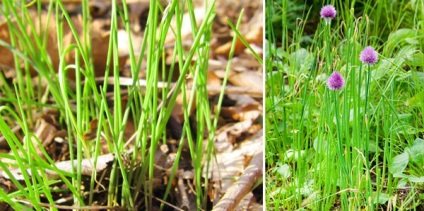 Plante de plante sălbatice comestibile mâncate