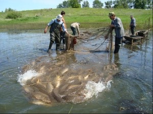 Secretele, crapul de reproducere în iaz și piscina ca o afacere