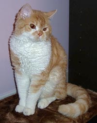 Selkirk rex aspect - rase de pisici