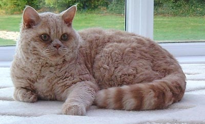 Selkirk rex aspect - rase de pisici