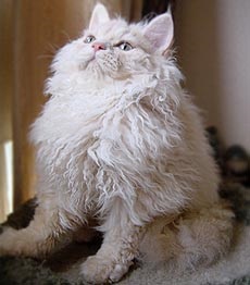 Selkirk rex aspect - rase de pisici