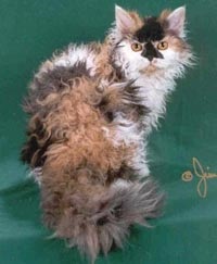 Selkirk rex aspect - rase de pisici