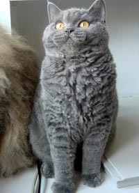 Selkirk rex aspect - rase de pisici