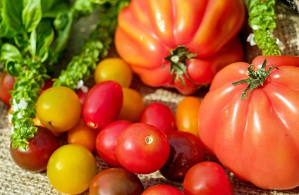Semințele de tomate sunt cele mai bune soiuri pentru tomatele deschise la sol și recenzii bune, care sunt cele mai productive în