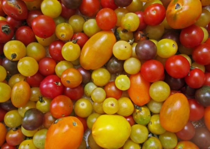 Semințele de tomate sunt cele mai bune soiuri pentru tomatele deschise la sol și recenzii bune, care sunt cele mai productive în