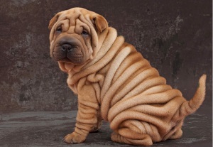 Sharpei - o descriere a rasei, caracteristici, istorie