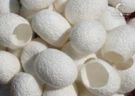 Gumă de mătase - cum se aplică și care este efectul